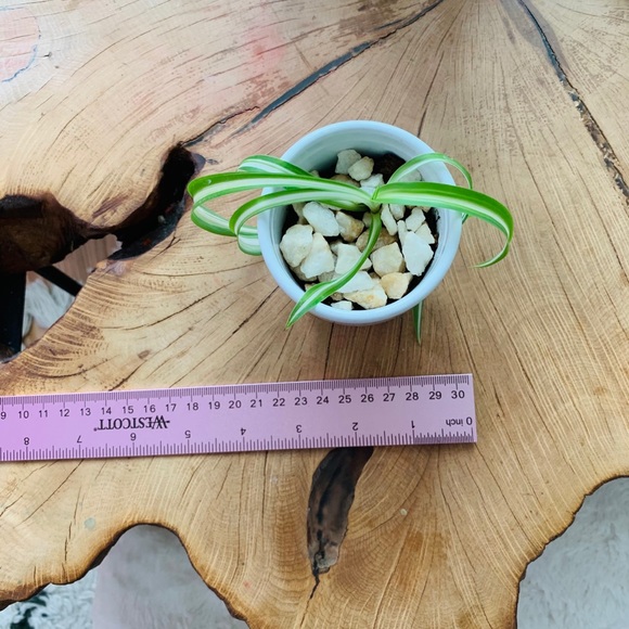 🌱Curly Spider Plant - Picture 5 of 5